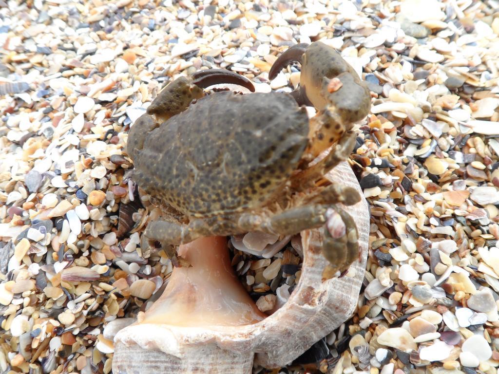Vilele Brise de Mer Două Mai Buitenkant foto